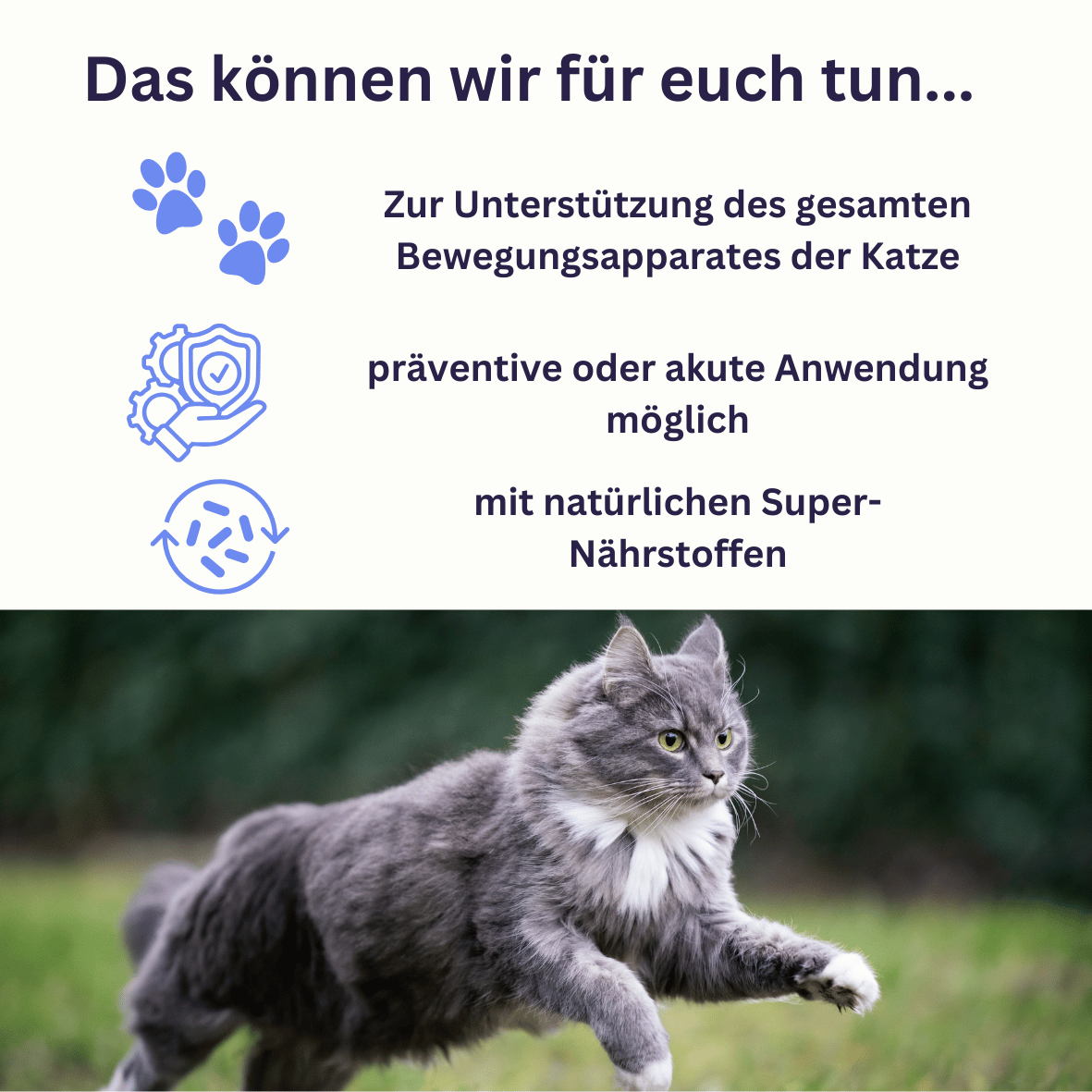 ARTHRO Nova Cat - Bewegungskräuter für Katzen