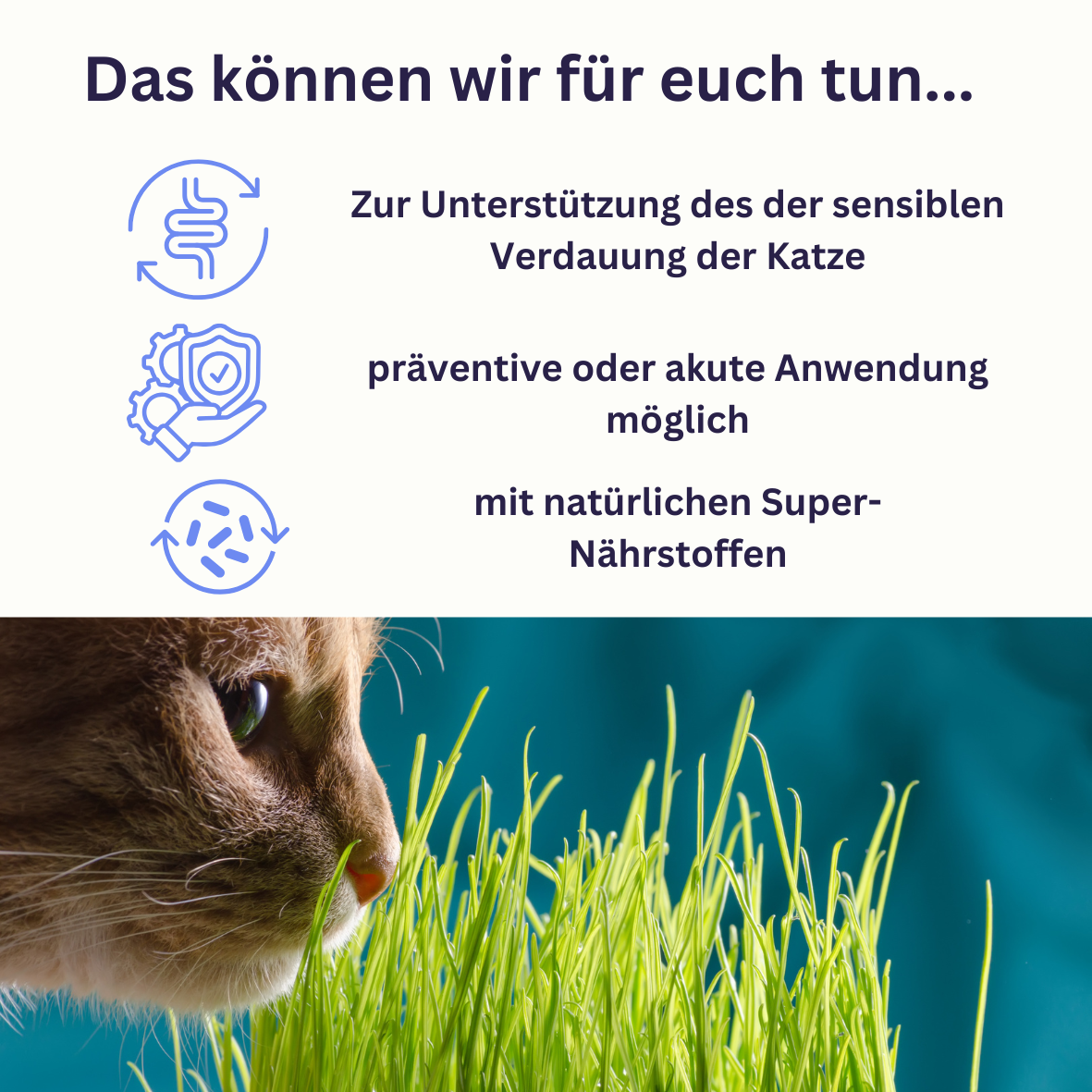 Nova DIGEST Cat - Verdauungskräuter für Katzen